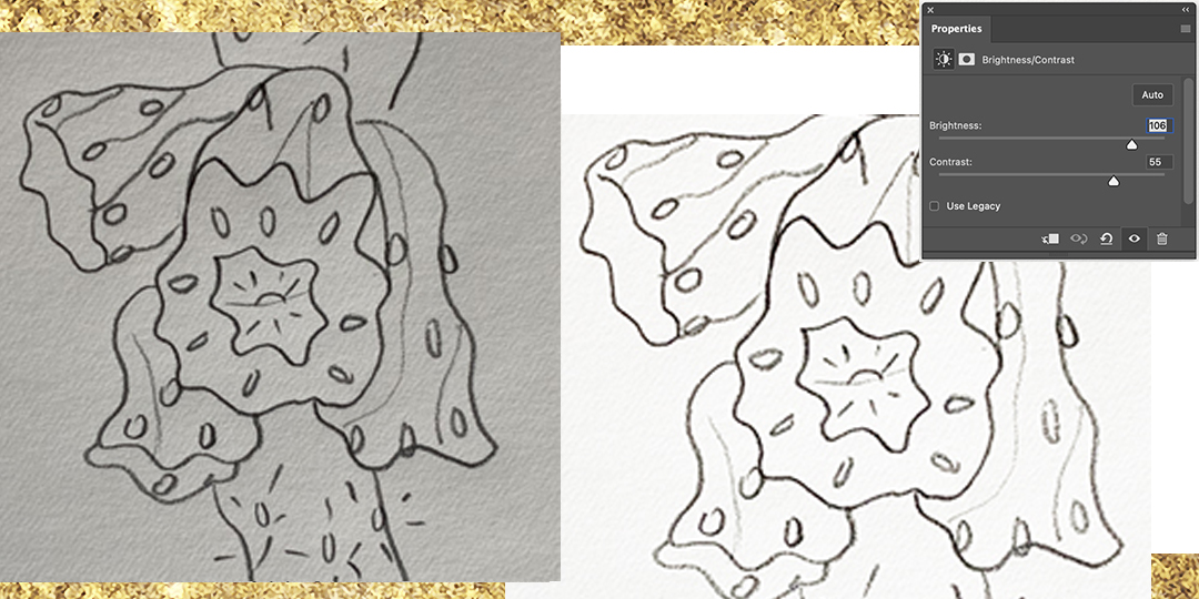 image shows a pencil sketch of a cholla next to the same sketch but brighter and with a Photoshop contrast palette open.