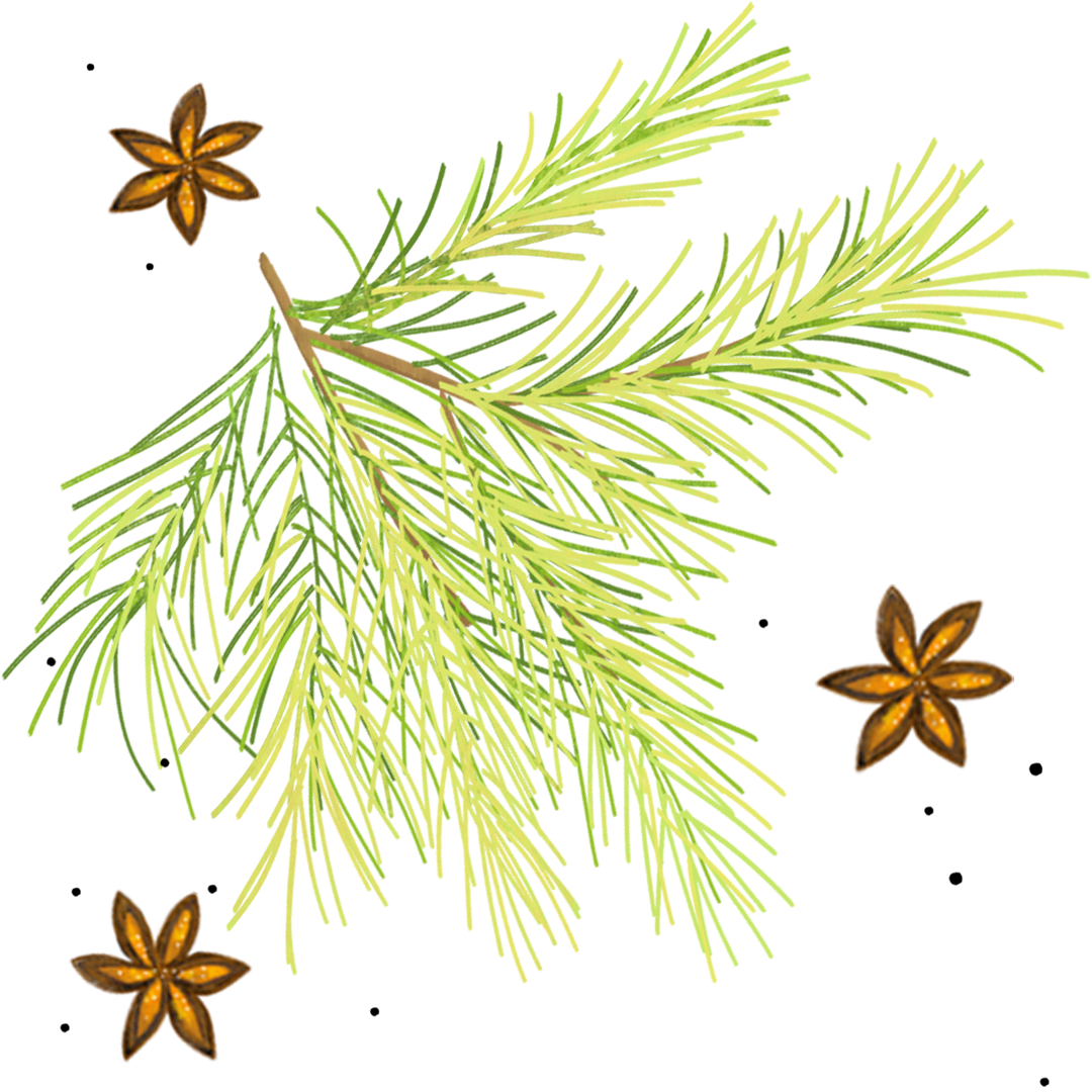 image shows illustration of nature inspired art - pine sprigs and star anise pods.