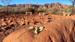 image of art in nature and an outdoor nature art sculpture, a labyrinth.