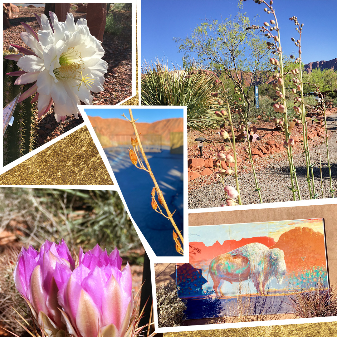 desert cactus and flowers in the Kayenta Art Village