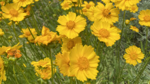 image shows bright yellow cosmos flowers on the summer solstice.